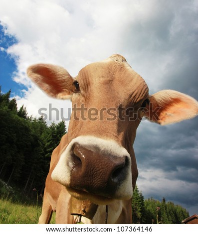 Funny portrait of Cow on a meadow