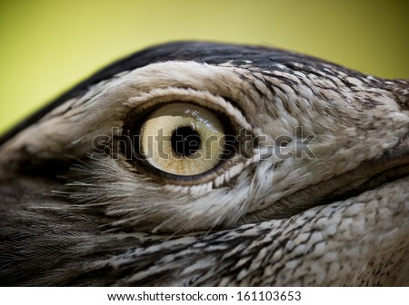 Close-up of a Bird eye
