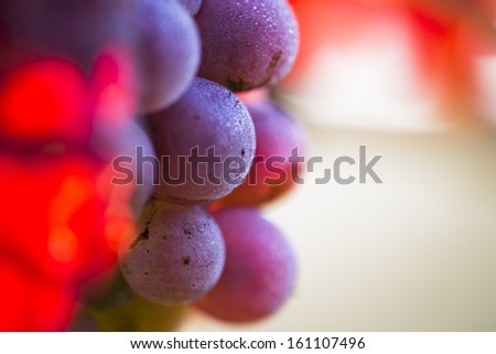 Wine Grapes On A Vine Branch In Morning Sunlight