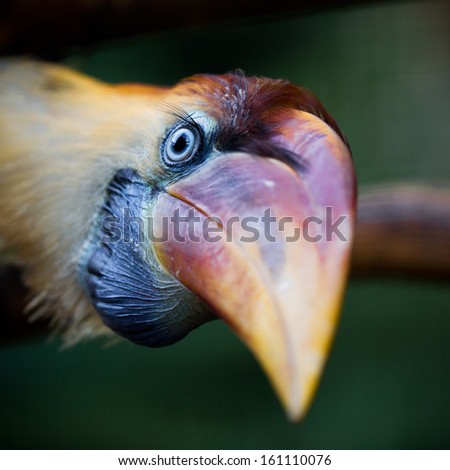 Exotic bird close-up shot