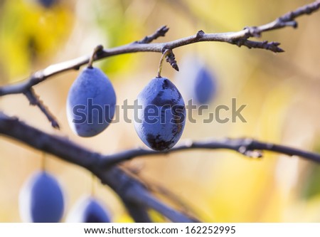 Blue ripe plums on the tree