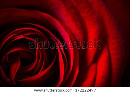 Natural Red Roses Background, Close-Up.