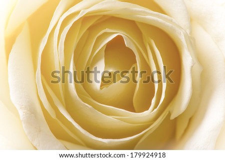 Natural tint yellow roses background, close-up.