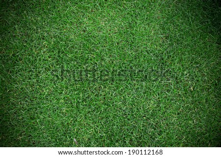 Fresh green grass background, close-up.