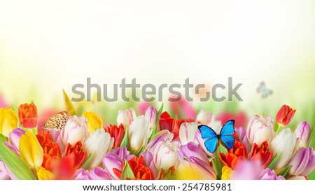 Beautiful bouquet of colorful tulips flowers with exotics butterfliers.