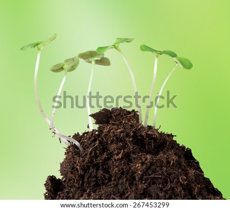 Little plants on clod of soil, macro photo.