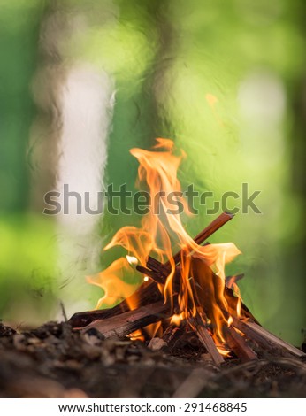 Bonfire in spring forest, close-up.