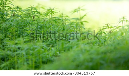 Young cannabis plants.