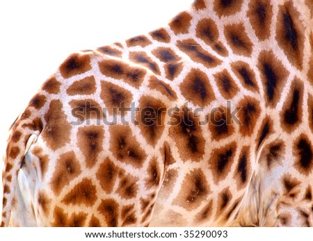 giraffe skin detail