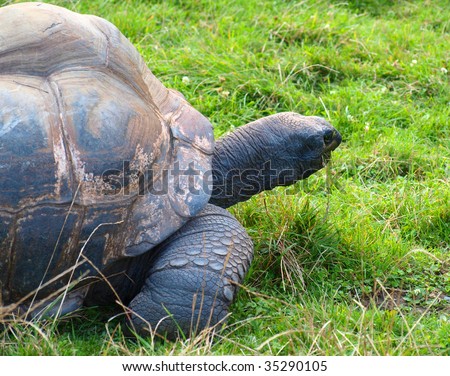 Giant turtle in the green grass