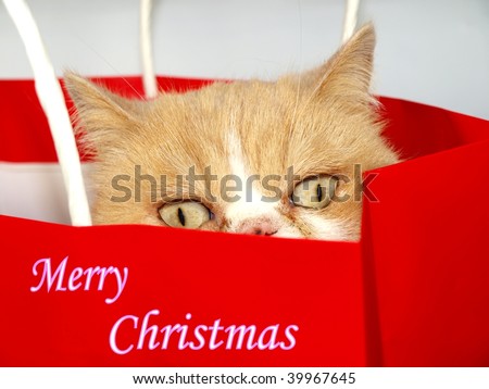 Christmas cat in red bag