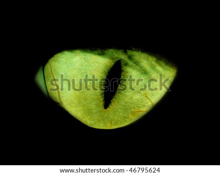 Green feline eye in the dark