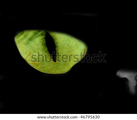 Green feline eye in the dark