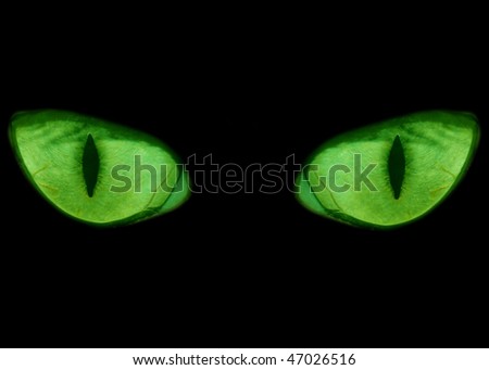 Green feline eyes in the dark
