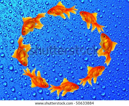 Gold fishes circle
