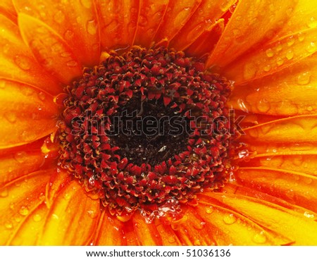 Photo of gerber flower, very close-up