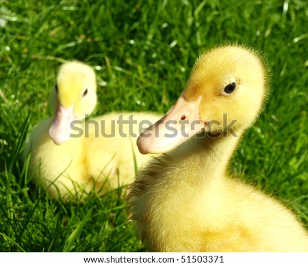 Cute duckling on the grass