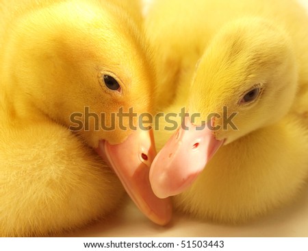 Cute duckling on white