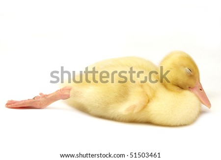 sleeping duckling