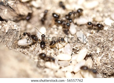 Ants with larvas close-up