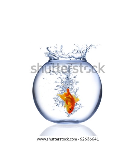 Gold fish jumping in aquarium isolated on a white background