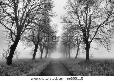 Magic path with a misty fog