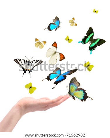 Hand releasing exotic butterflies.