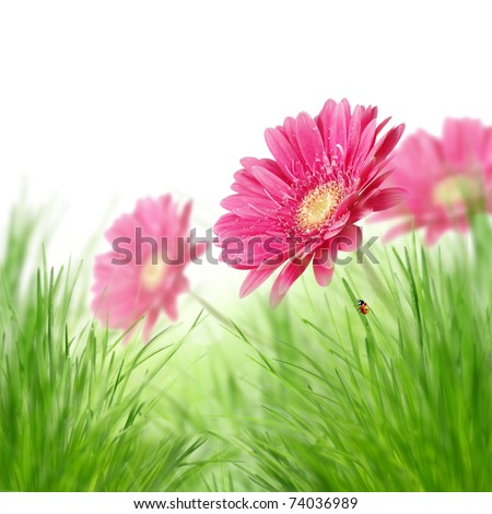 Spring gerber flowers