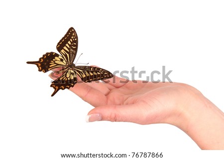 Hand releasing exotic butterfly