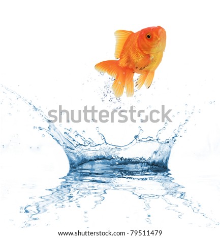 Golden fish jumping out of water