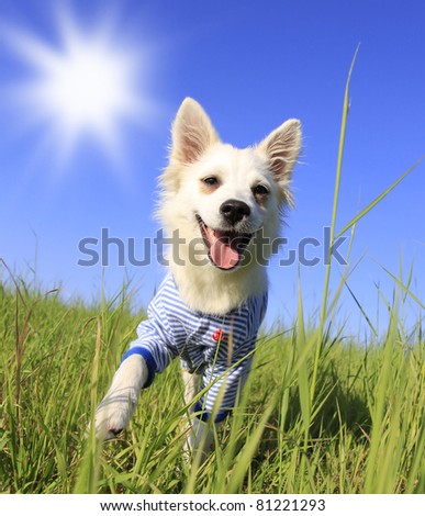 Little dog on a meadow