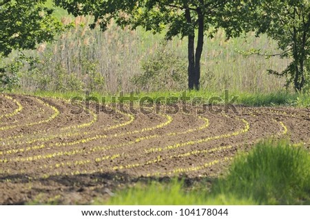 Cornfield photographed with telephoto lens