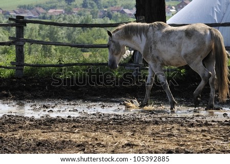 Horse tramples through the muddy water