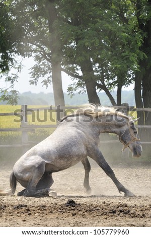 Horse who loves rolling in the dust