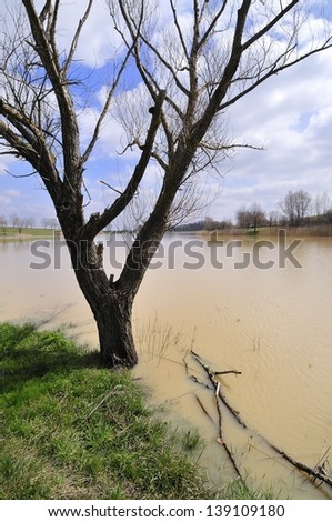 Bare tree beside the flooded lake