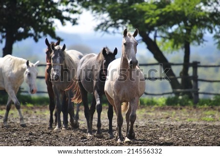 Herd of horses on the horse farm