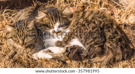 sweet hugging cats