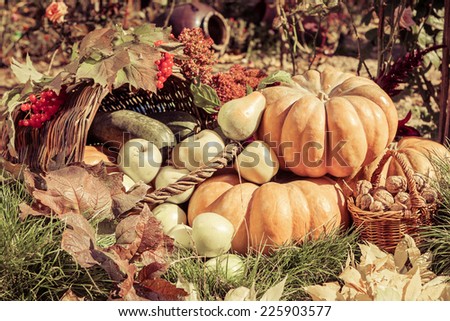 Autumn harvest. Pumpkin apples pears nuts viburnum outdoors in sunny autumn day.