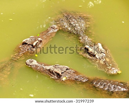 Three crocodiles on green swamp