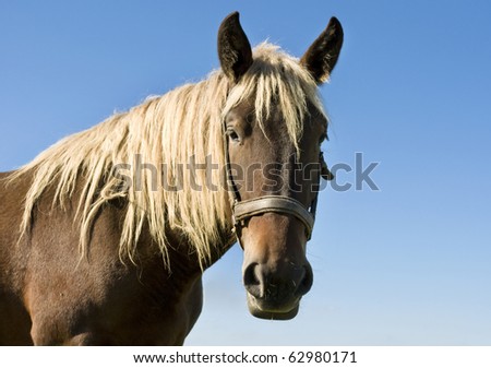 Portrait of beautiful brown horse on blue sky