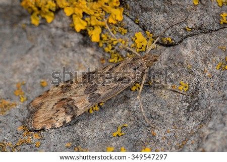 Rush veneer (Nomophila noctuella), a micro moth in the family Crambidae