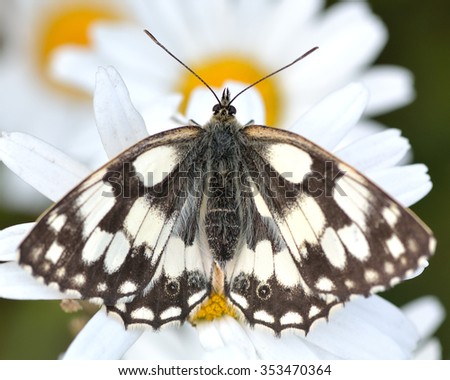 Marbled white butterfly (Melanargia galathea) at rest on daisies. A resting butterfly in the family Nymphalidae, with upperside of wings visible