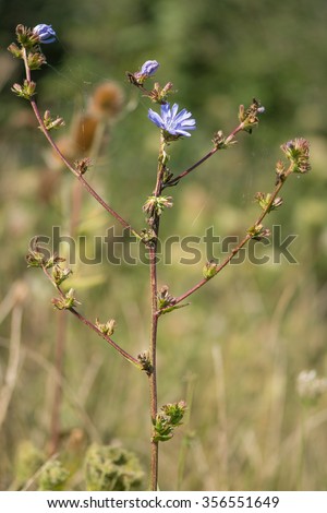 Chicory (Cichorium intybus) plant in flower. A striking plant in the family Asteraceae growing alongside arable land near Bath, UK.