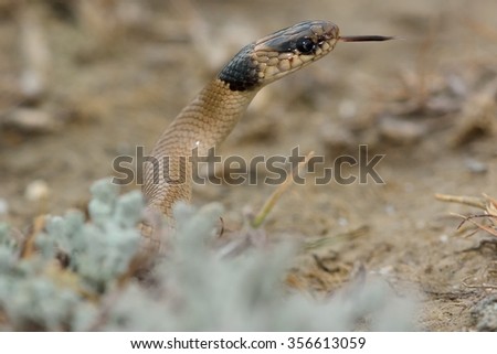 Collared dwarf snake (Eirenis collaris) with neck raised and tongue out. A snake in the family Colubridae, also known as Collared Dwarf Snake, Hand Snake, Collared Dwarf Racer, Wind Snake