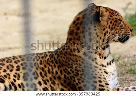Leopard (Panthera pardus) in captivity in Sphinx pose. A captive big cat with a beautiful coat behind bars, in a Sphinx-like pose