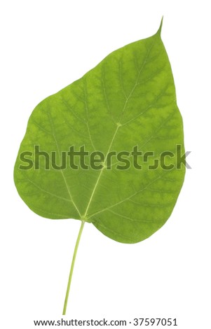 Catalpa Tree Leaf