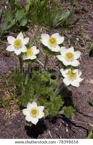 Patch of Western Anemone in Manning Park, BC