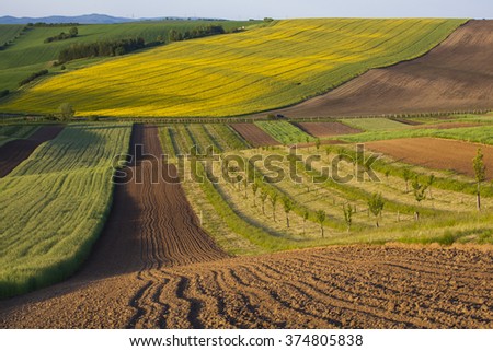 Interesting  fields of rapeseed