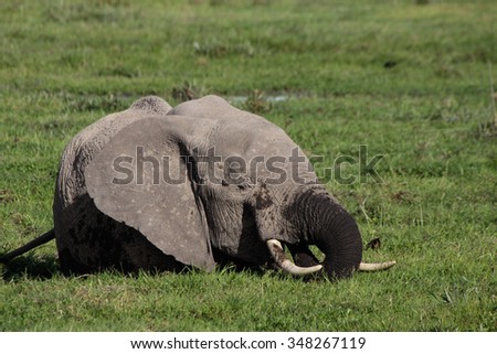 African Elephant in the swamp