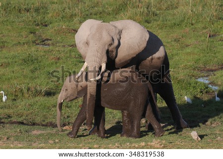 African Elephant mother with calf in the swamp
